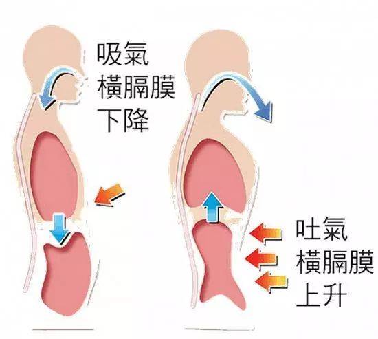 呼吸；呼吸肌；肺氣腫；肺??；鍛煉