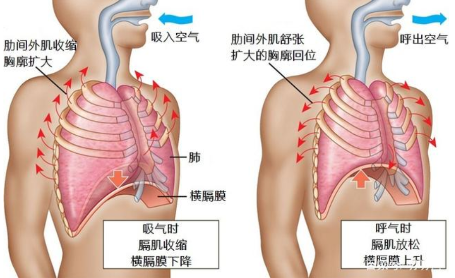 跑步-呼吸肌-換氣-吸氣肌-呼氣肌-呼吸-慢跑-運(yùn)動(dòng)-夏日-肺活量-肺功能-呼吸訓(xùn)練器-肺功能檢測(cè)儀-呼吸峰流速儀-跑步姿勢(shì)-運(yùn)動(dòng)員-呼吸困難-快跑-競(jìng)跑